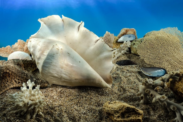 Foto lambis truncata concha en la arena bajo el agua