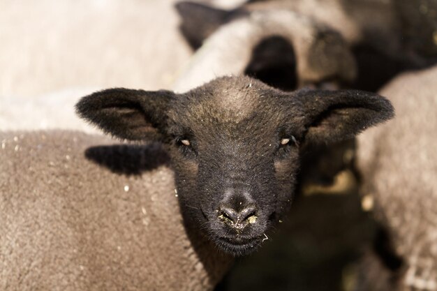 Lamds de Suffolk en una granja local en primavera.