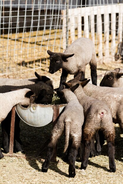 Lamds de Suffolk en una granja local en primavera.