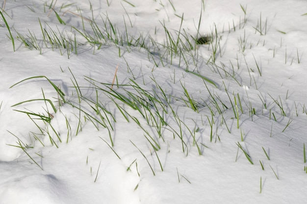 Lâmina de grama na neve