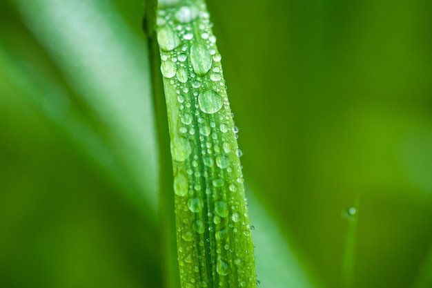Lâmina de grama verde com gotas de água