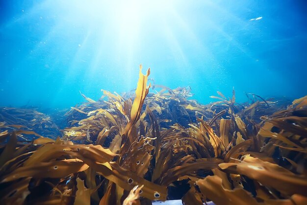 Laminaria Meerkohl Unterwasserfoto Ozeanriff Salzwasser