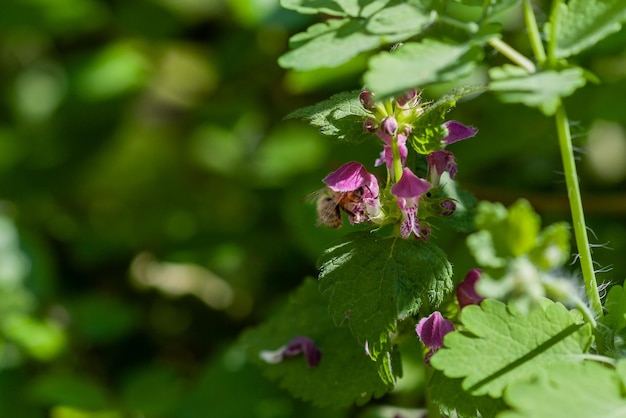 Lamium purpureum blüht im Garten Heilpflanzen