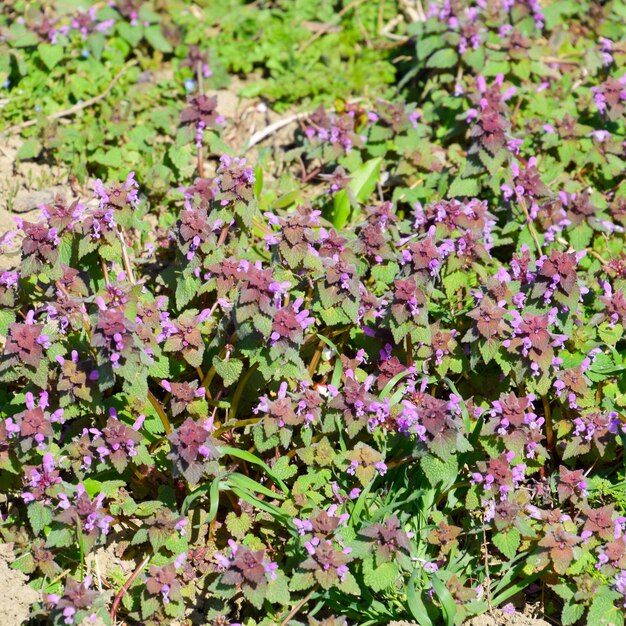 Lamium purpureum floreciendo en el jardín