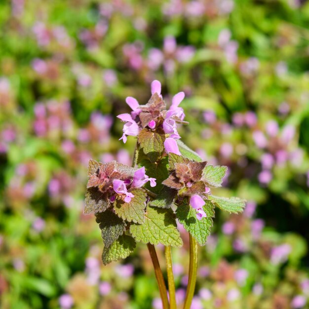 Foto lamium purpureum floreciendo en el jardín