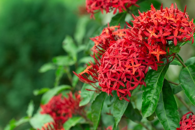 Lamk-Blumenblumenstrauß Ixora chinensis im Garten