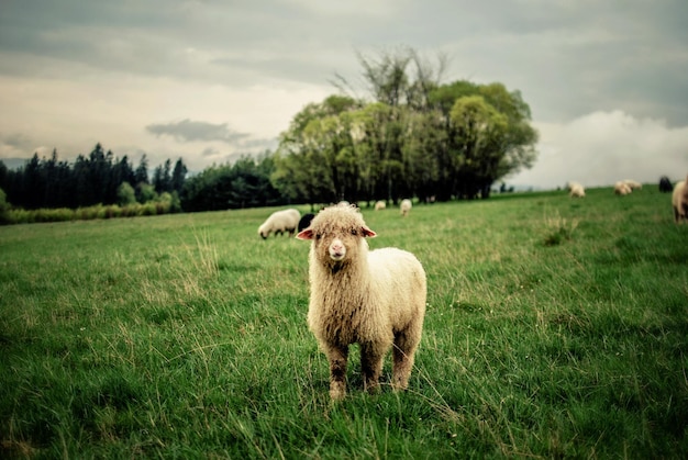Lamm auf dem grasbewachsenen Feld