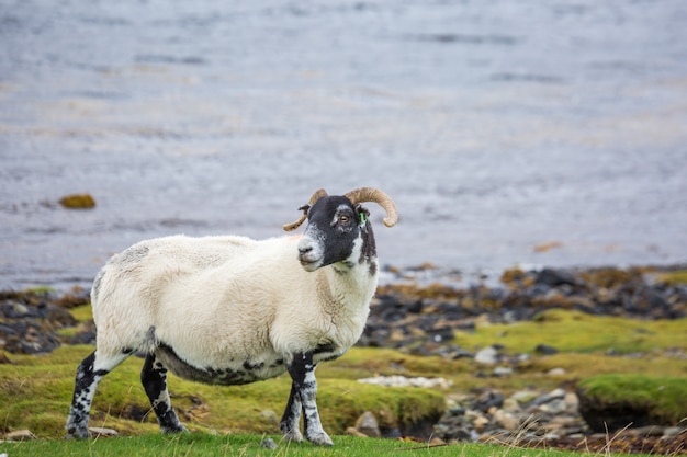 Lamm auf Schottland