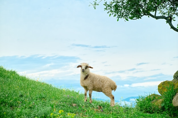 Lamm, das auf malerischer Landschaft weidet