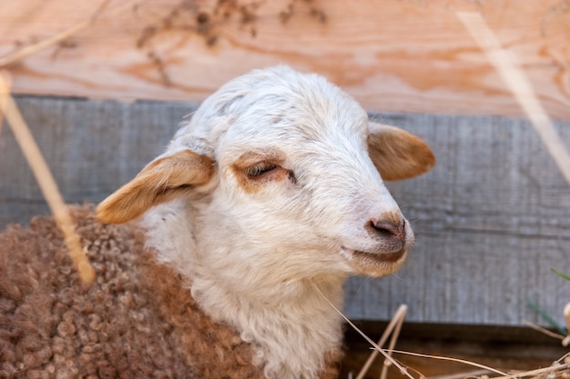 Lamm mit weißem Kopf und braunem Fell