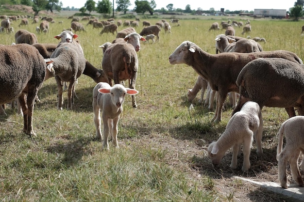 Foto lamm und schaf