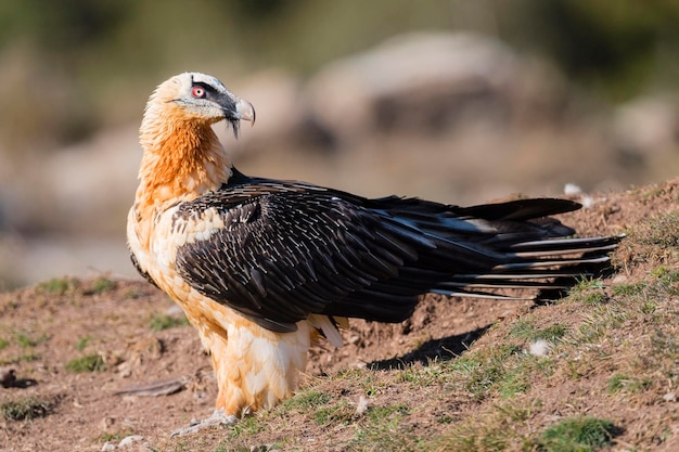 Lammergeier Gypaetus barbatus Lerida Spanien