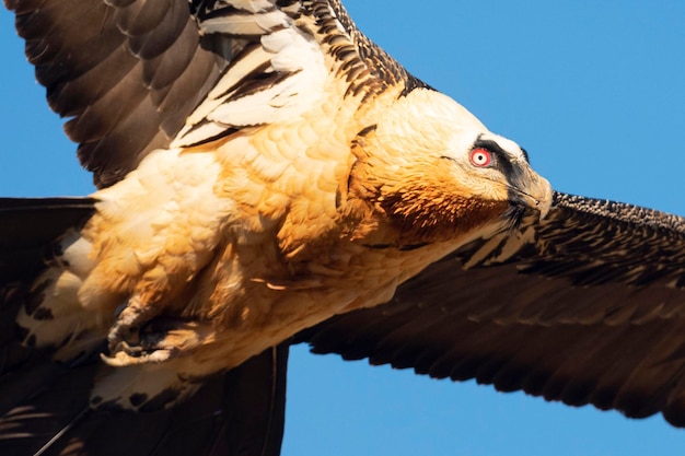 Lammergeier Gypaetus barbatus Lerida Spanien