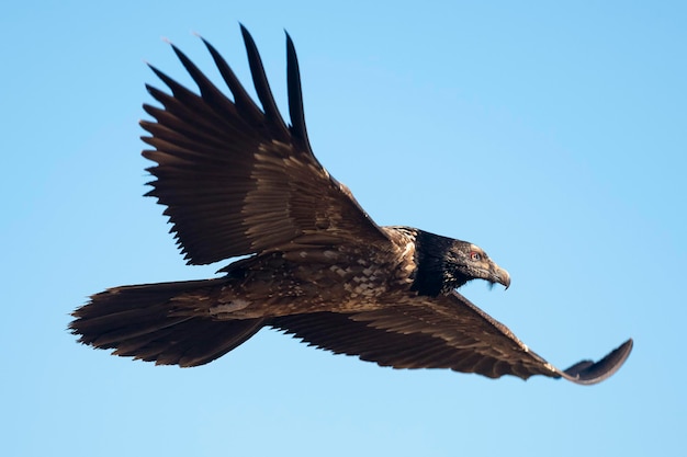 Lammergeier Gypaetus barbatus Lerida Spanien