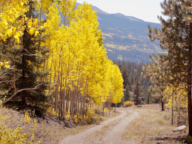 Álamos amarillos en otoño, Colorado.