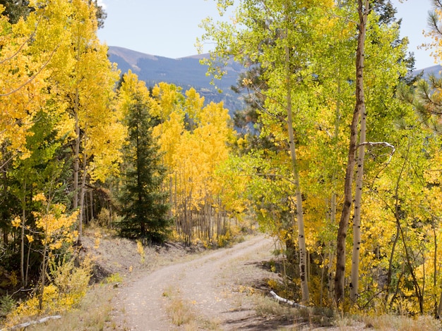 Álamos amarillos en otoño, Colorado.