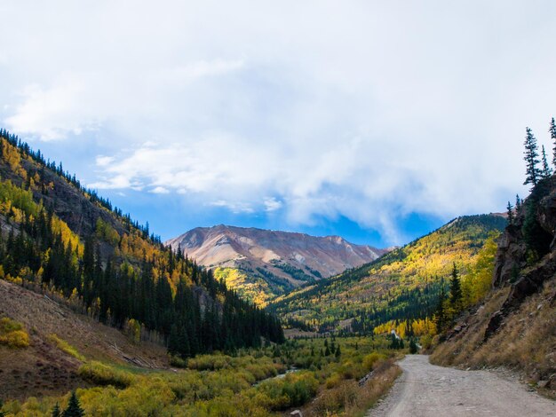 Álamos amarillos en otoño, Colorado.