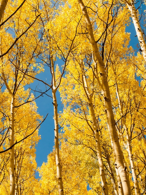 Álamos amarillos en el soleado día de Autun en Colorado.