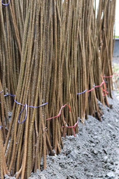 Álamos de raiz nua em viveiro de plantas