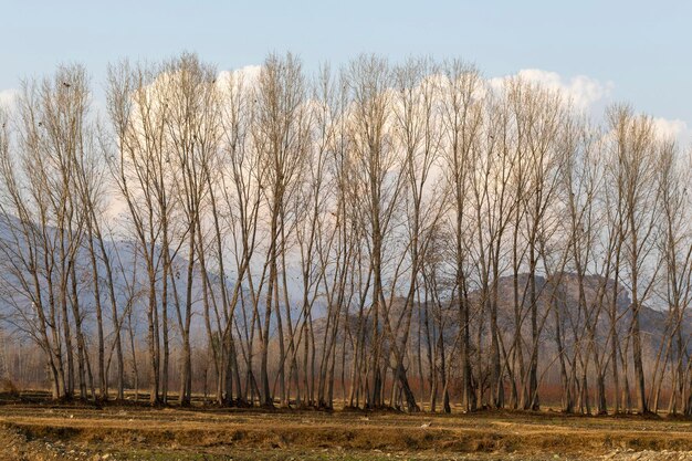 Álamos en otoño sin hojas