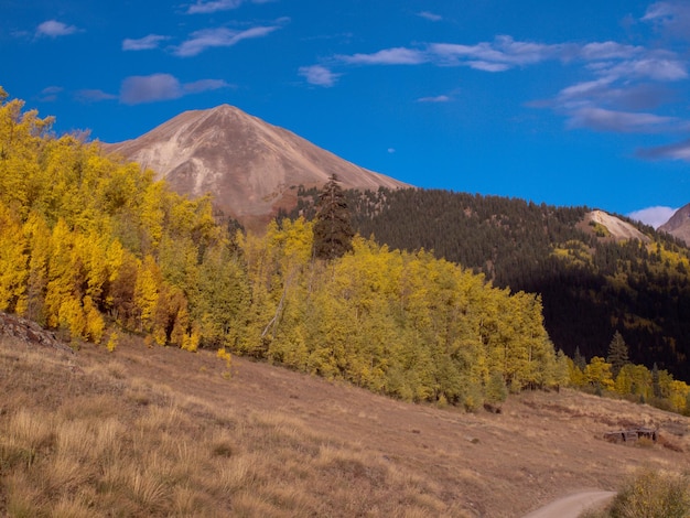 Álamos tremedores amarelos no outono, Colorado.