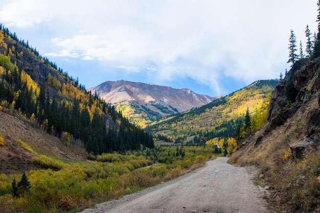 Álamos tremedores amarelos no outono, Colorado.