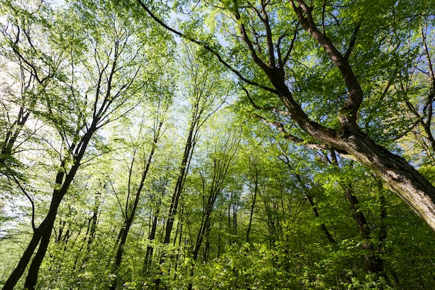 Álamos verdes en la temporada de primavera en el bosque, álamos con hojas verdes antes de que florezcan los árboles