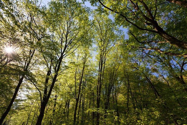 Álamos verdes en la temporada de primavera en el bosque