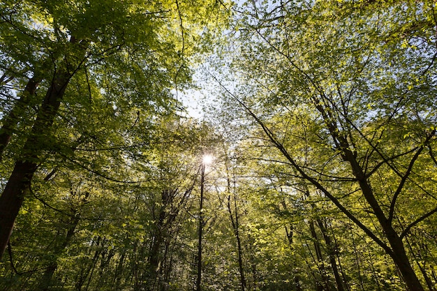 Álamos verdes en la temporada de primavera en el bosque