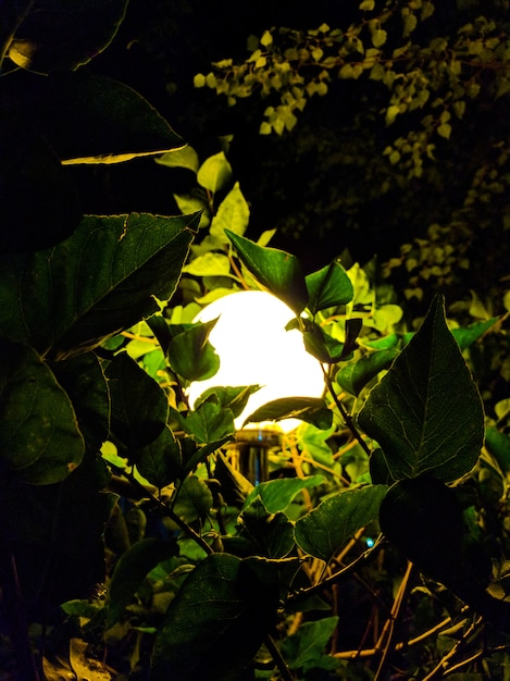 Lâmpada do vintage da rua com a árvore de natal na noite fora.