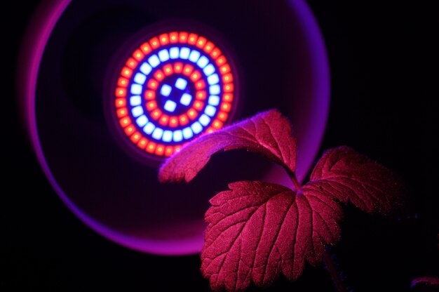 Lâmpada LED para cultivo de plantas para agricultura, Phytolamps. Plantas caseiras sob a lâmpada fito.