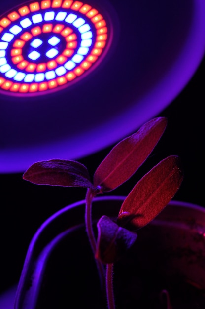 Lâmpada LED para cultivo de plantas para agricultura, Phytolamps. Plantas caseiras sob a lâmpada fito.
