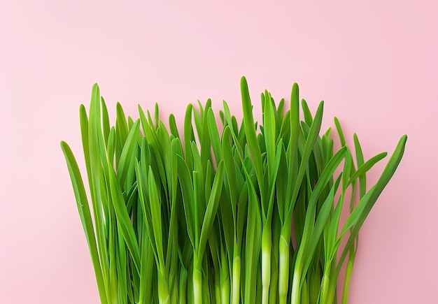 Lâmpadas de grama verde brilhante em um fundo rosa suave conceito de natureza de primavera fresca