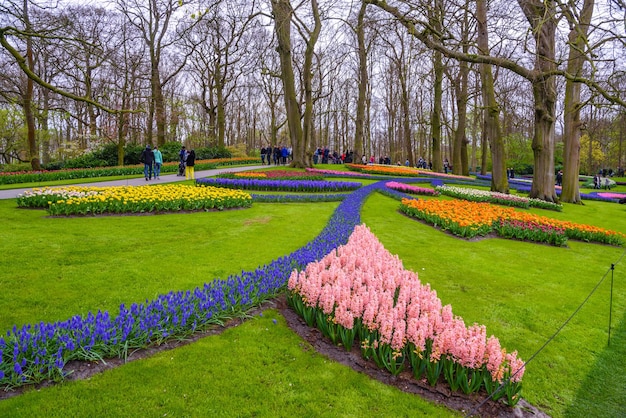 Lâmpadas frescas de jacinto branco roxo rosa do início da primavera Canteiro de flores com jacintos no parque Keukenhof Lisse Holanda Holanda