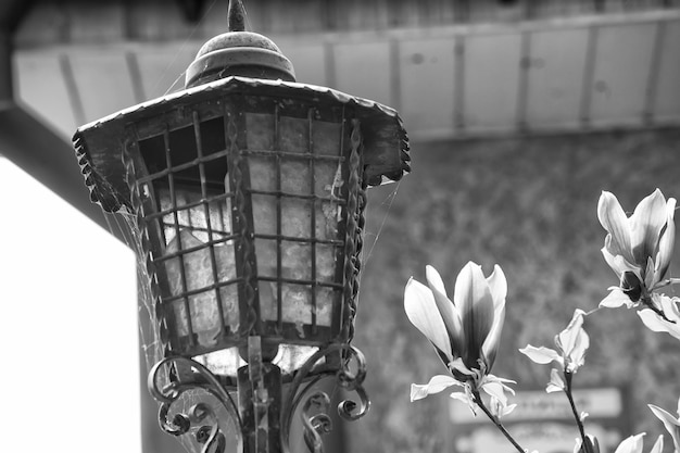 Lámpara de calle y árbol de magnolia en flor Linterna y flores florecientes Luz nueva vida Floración Floración Floración Concepto de temporada de primavera