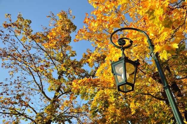 Lámpara de pie bosque de arce amarillo con cielo azul en Fulda Hessen Alemania