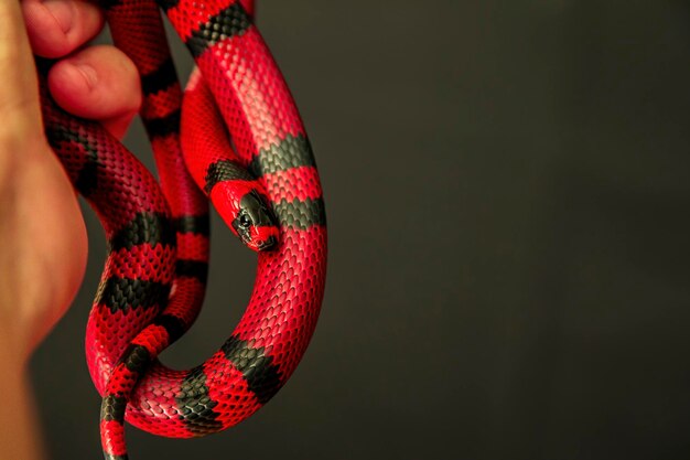 Lampropeltis triangulum, allgemein bekannt als Milchnatter oder Milchschlange, ist eine Art Königsnatter