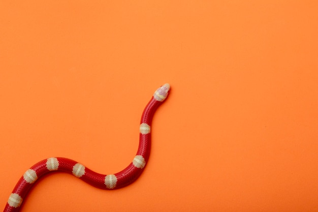 Lampropeltis triangulum, allgemein bekannt als Milchschlange oder Milchschlange, ist eine Art von Königsschlange.