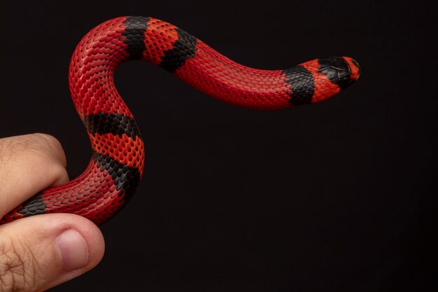 Lampropeltis triangulum, allgemein bekannt als Milchschlange oder Milchschlange, ist eine Art von Königsschlange.