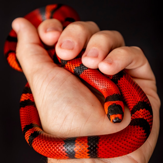 Lampropeltis triangulum, allgemein bekannt als Milchschlange oder Milchschlange, ist eine Art von Königsschlange.