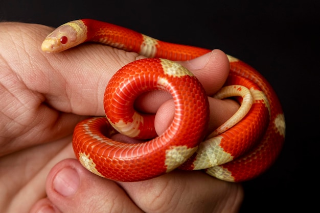 Lampropeltis triangulum comumente conhecido como a cobra de leite ou milksnake é uma espécie de kingsnake