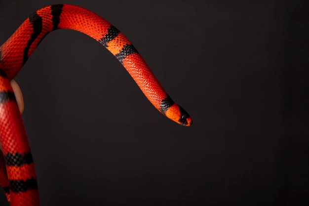 Lampropeltis triangulum comumente conhecido como a cobra de leite ou milksnake é uma espécie de kingsnake