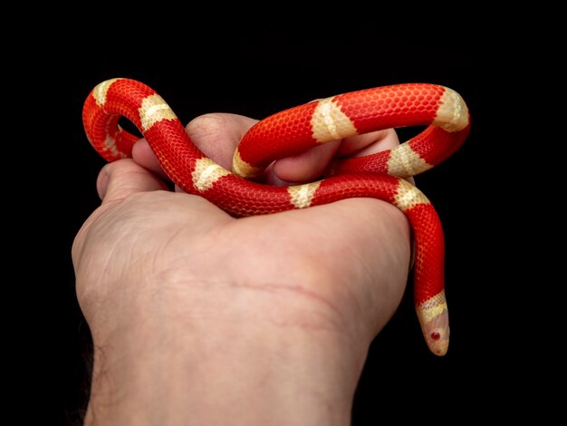 Lampropeltis triangulum, comumente conhecido como cobra leiteira ou cobra leiteira, é uma espécie de cobra-rei.