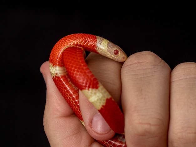 Lampropeltis triangulum, comumente conhecido como cobra leiteira ou cobra leiteira, é uma espécie de cobra-rei.