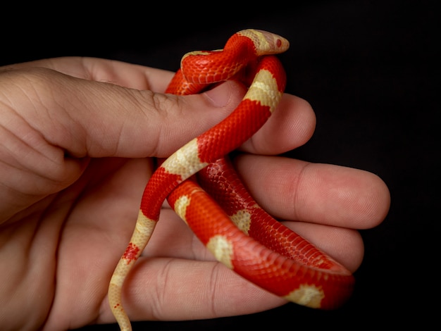 Lampropeltis triangulum, comumente conhecido como cobra leiteira ou cobra leiteira, é uma espécie de cobra-rei.