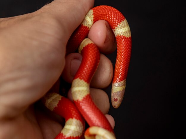 Lampropeltis triangulum, comumente conhecido como cobra leiteira ou cobra leiteira, é uma espécie de cobra-rei.