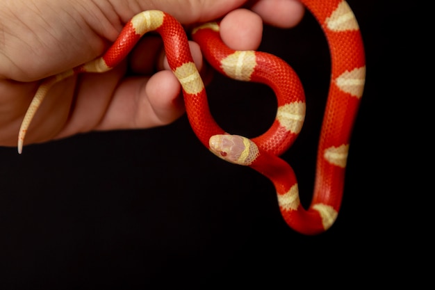 Lampropeltis triangulum, comumente conhecido como cobra leiteira ou cobra leiteira, é uma espécie de cobra-rei.