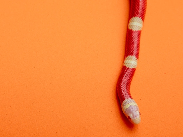 Lampropeltis triangulum, comúnmente conocida como la serpiente de leche o milksnake, es una especie de serpiente rey.