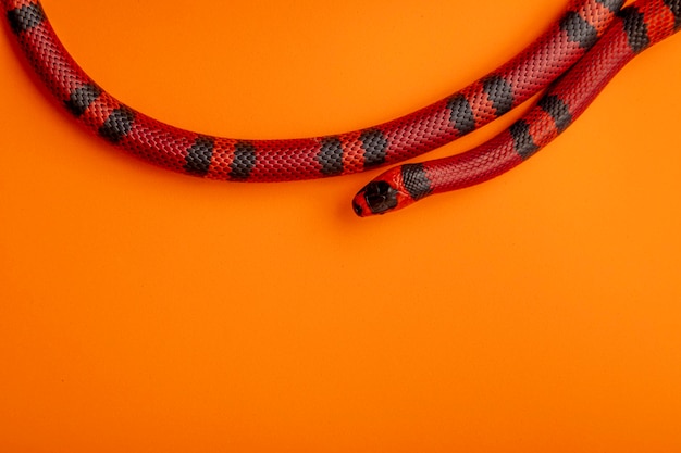 Lampropeltis triangulum, comúnmente conocida como la serpiente de leche o milksnake, es una especie de serpiente rey.