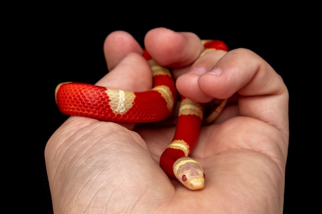 Lampropeltis triangulum, comúnmente conocida como la serpiente de leche o milksnake, es una especie de serpiente rey.